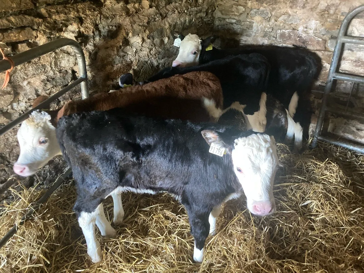 Calves - Image 4