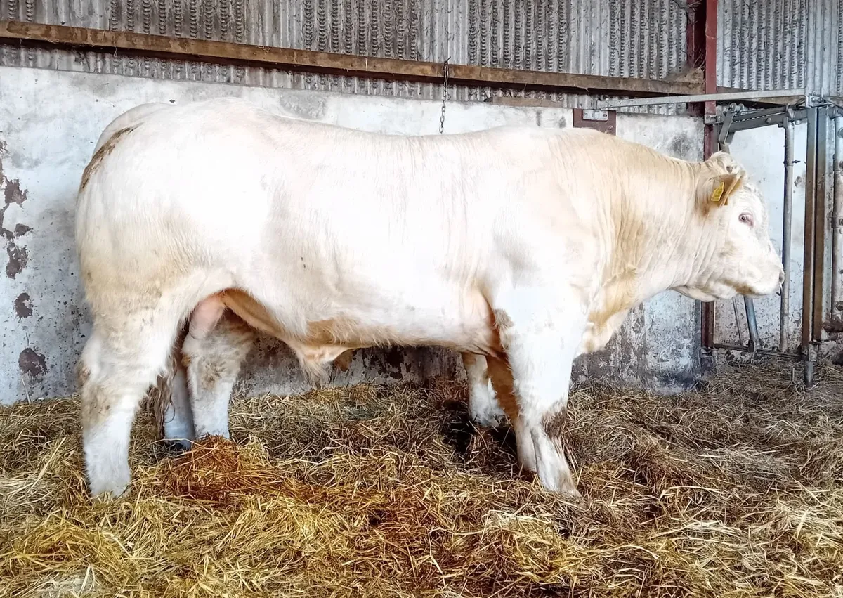 Lapon x pirate x cf52 bull - Image 1