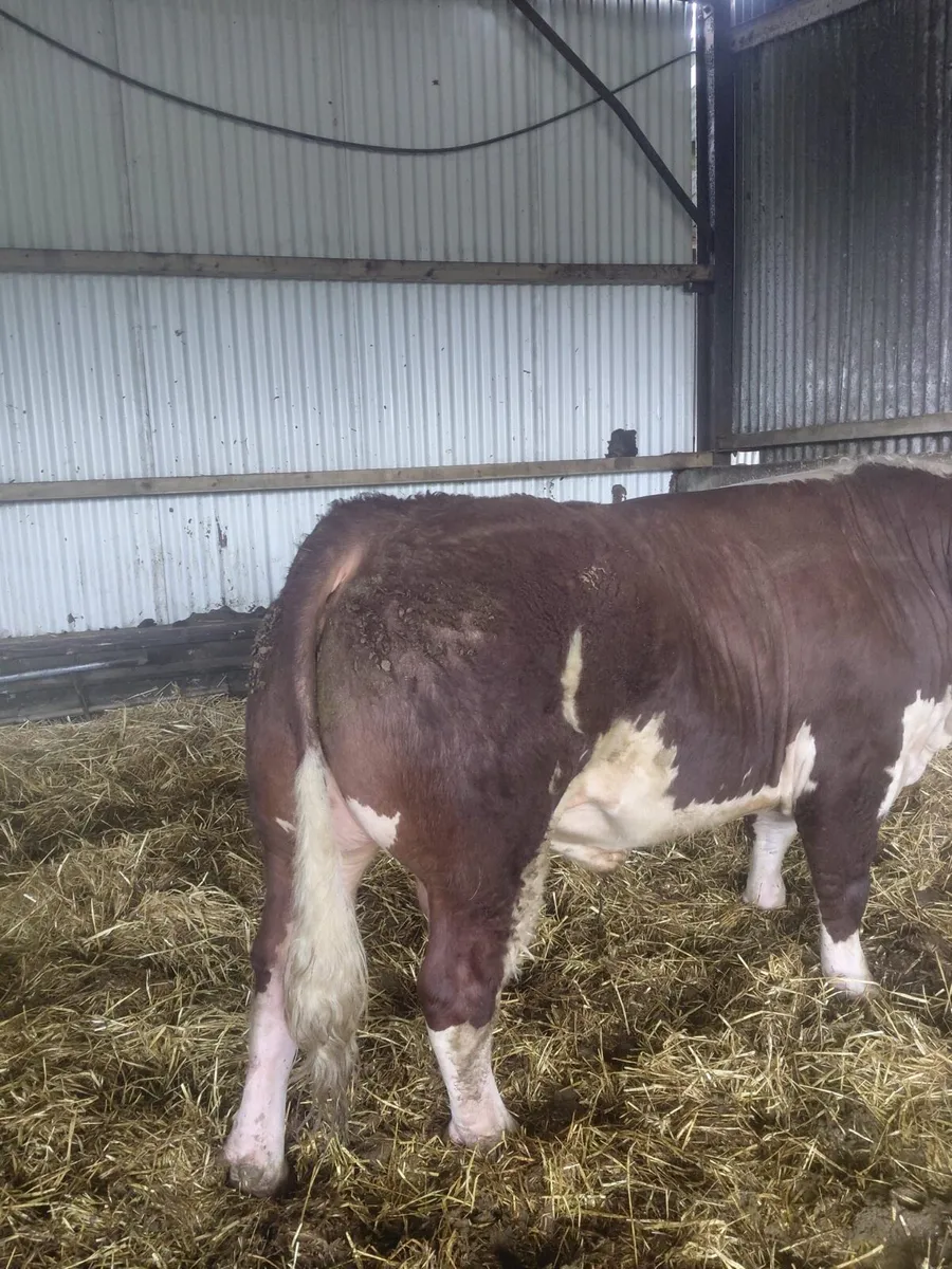 PBR Hereford Bulls - Image 4