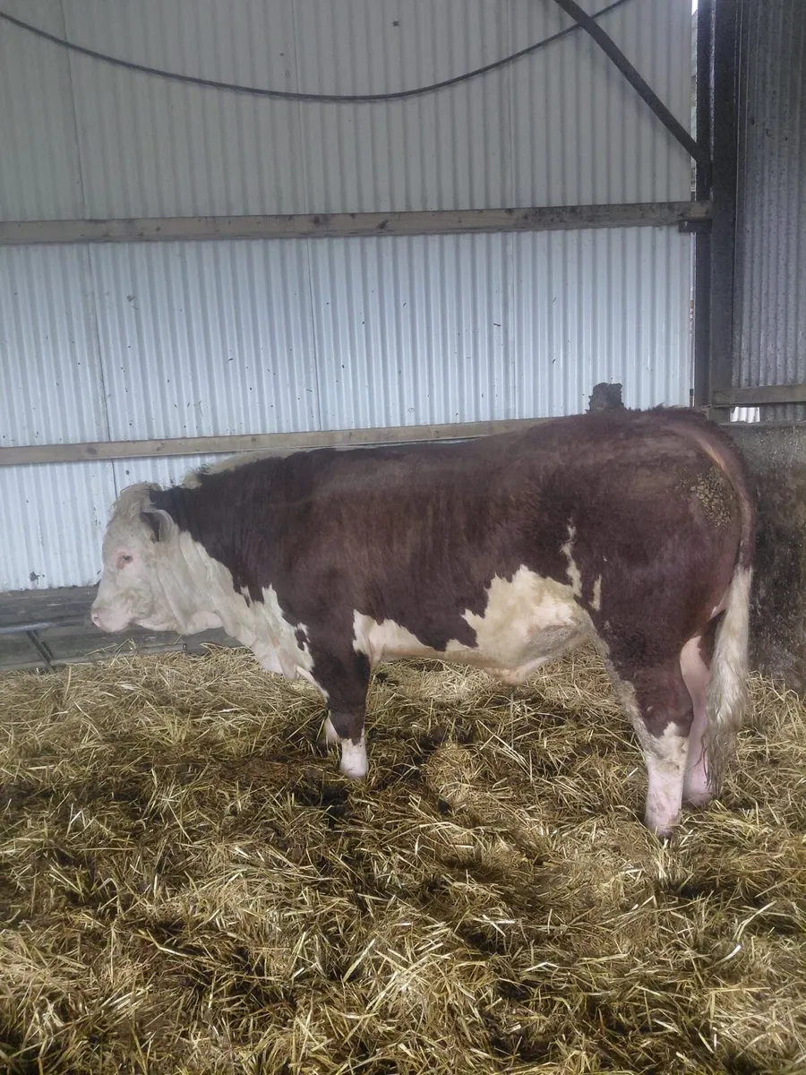 PBR Hereford Bulls - Image 3