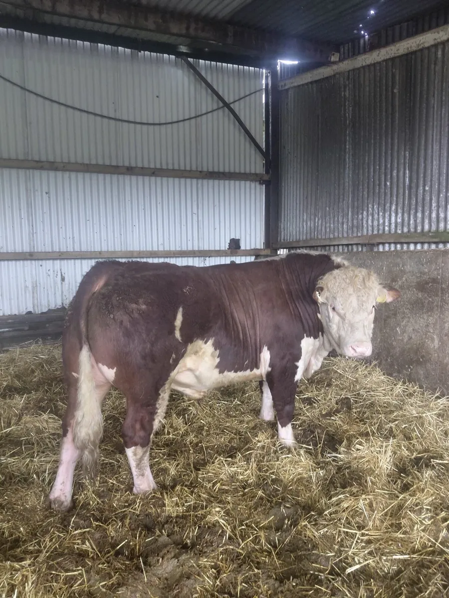 PBR Hereford Bulls - Image 1