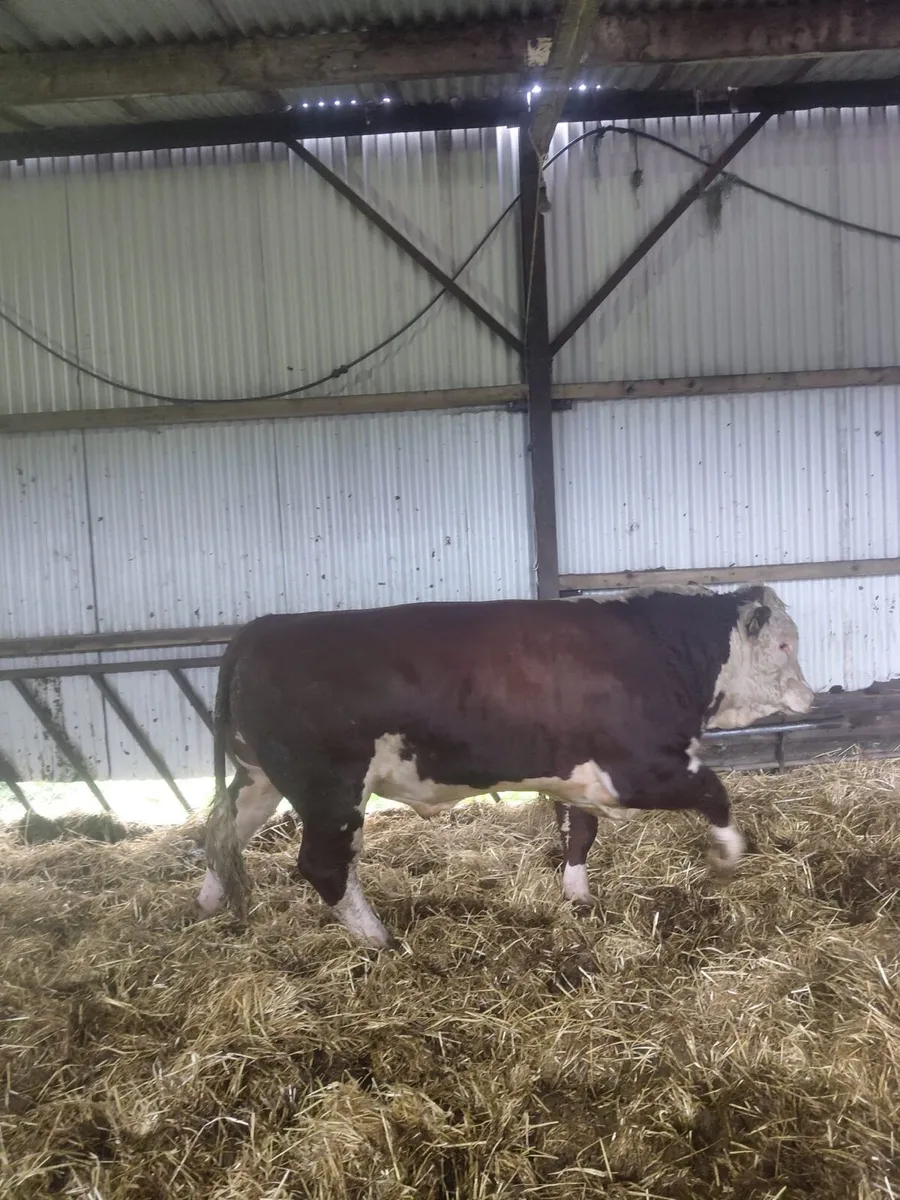 PBR Hereford Bulls - Image 2