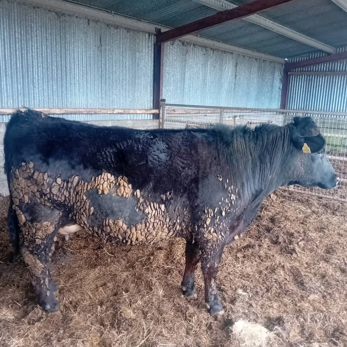 In Calf Angus heifers - Image 1