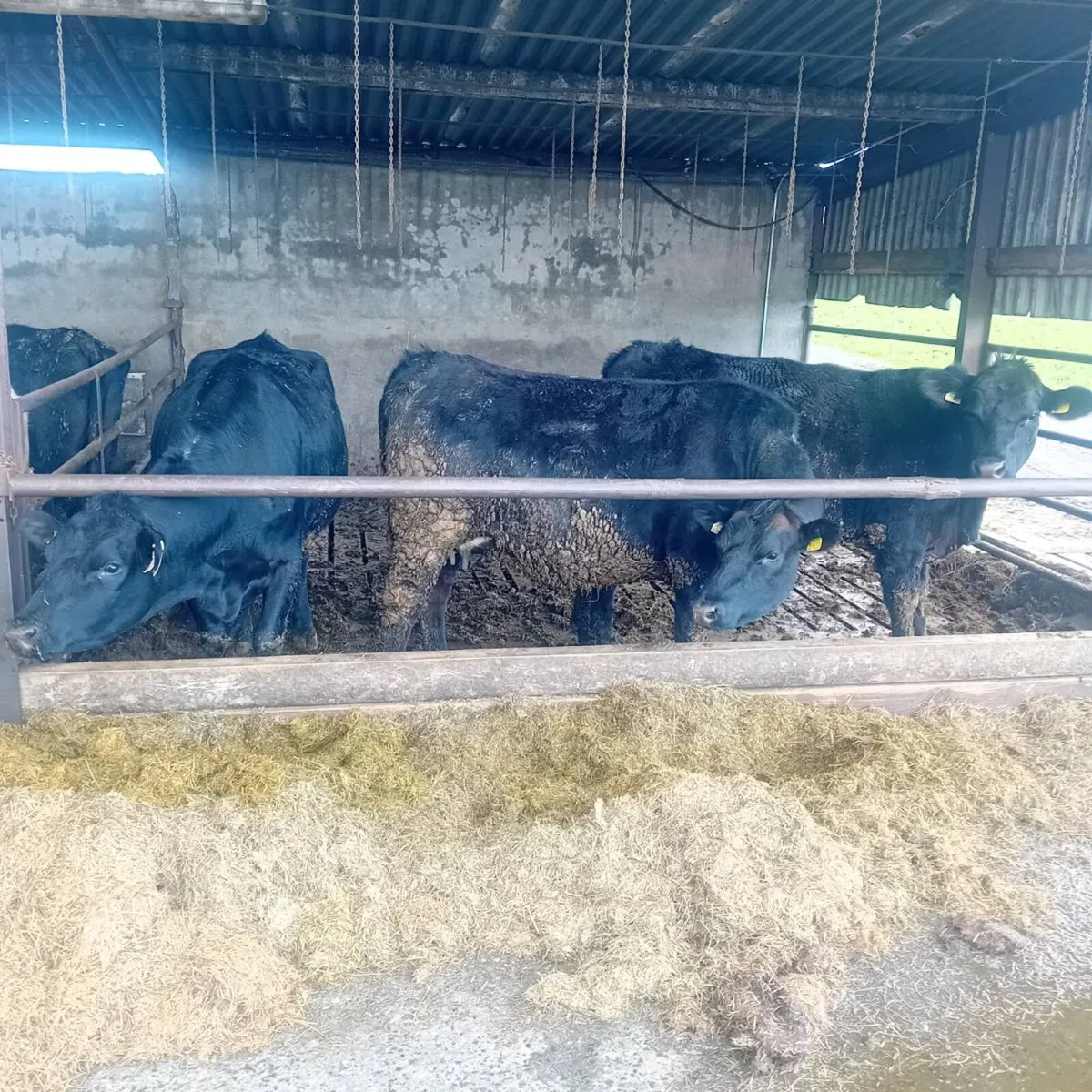 In Calf Angus heifers - Image 2