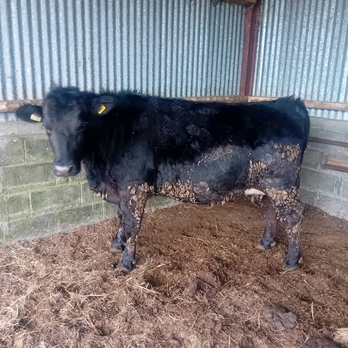 In Calf Angus heifers - Image 3