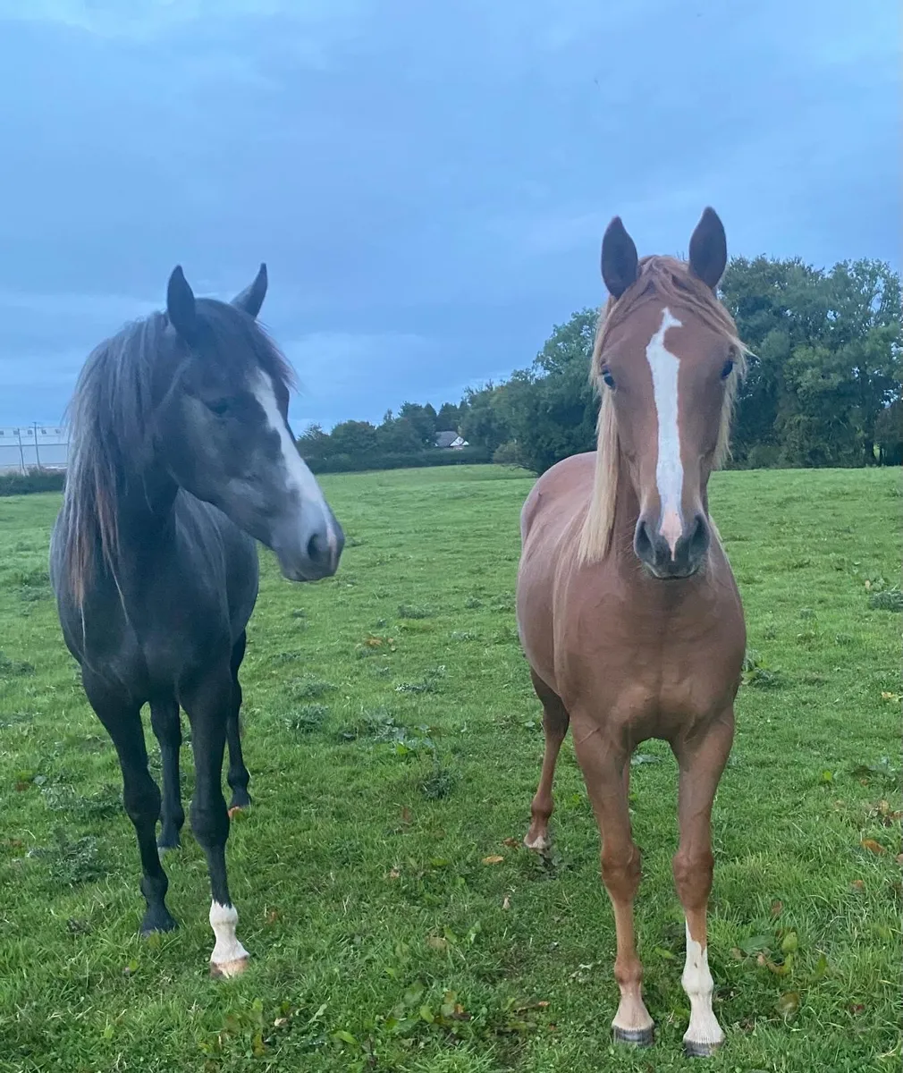 3year old TIH Gelding & 2 Year old TIH Filly - Image 1