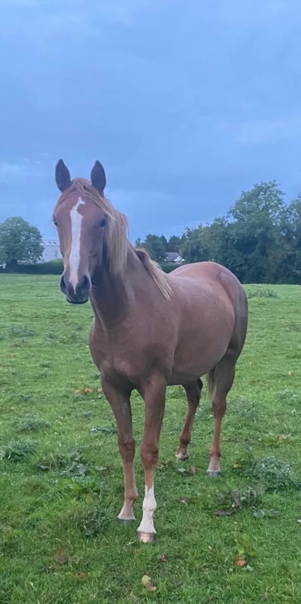 3year old TIH Gelding & 2 Year old TIH Filly - Image 2