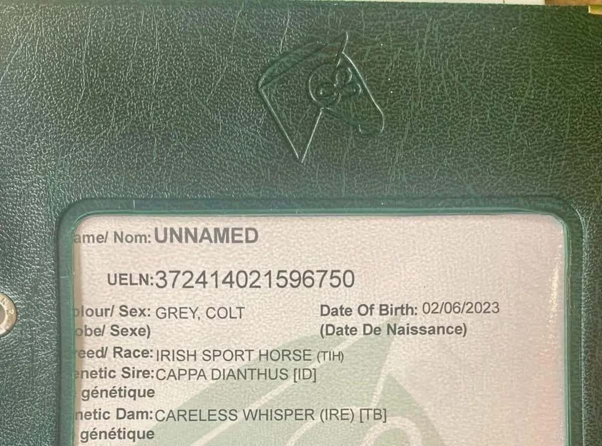 3year old TIH Gelding & 2 Year old TIH Filly - Image 3