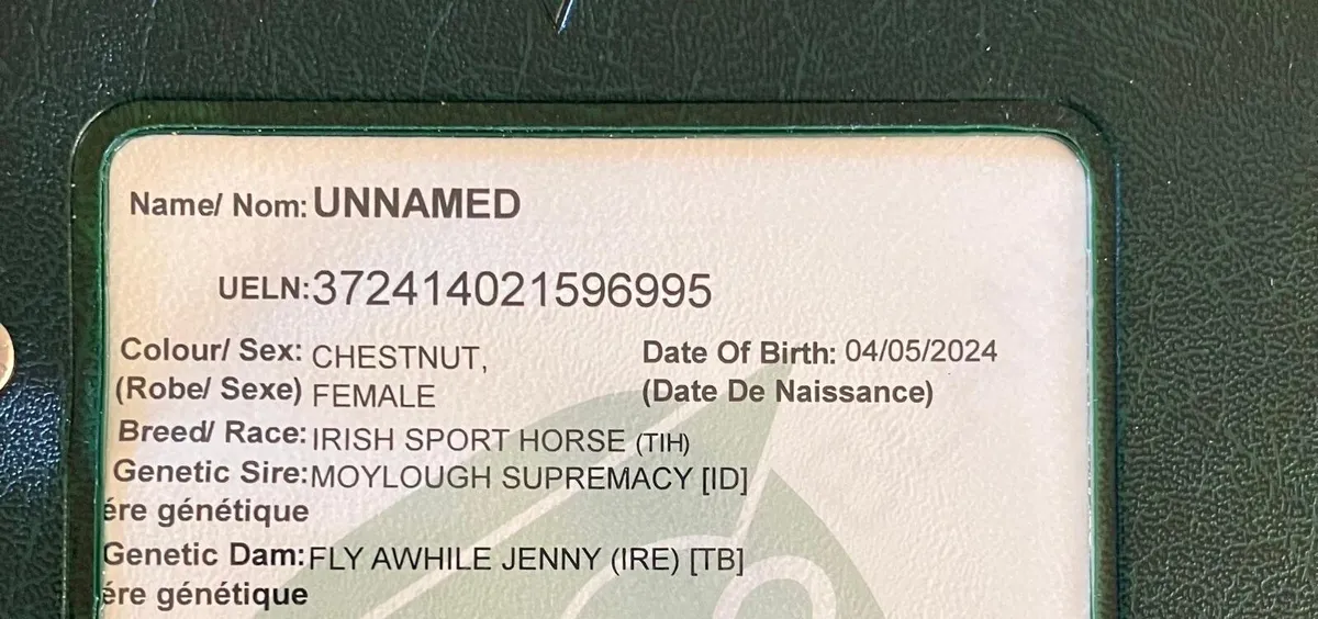 3year old TIH Gelding & 2 Year old TIH Filly - Image 4