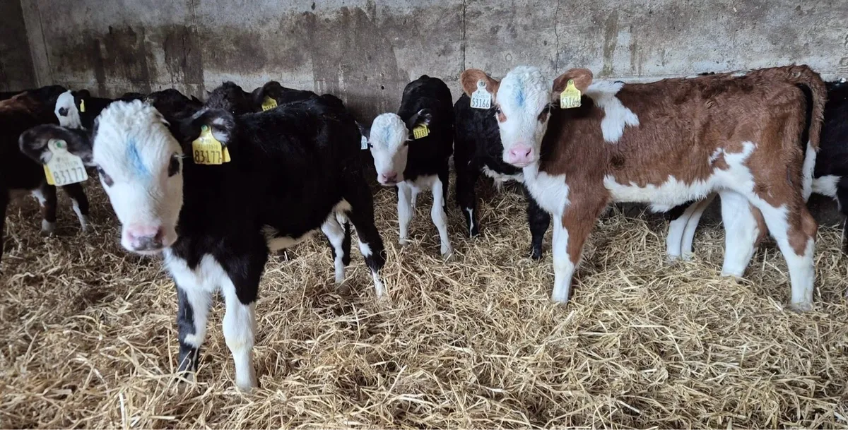 lovely batch of hex calves - Image 3