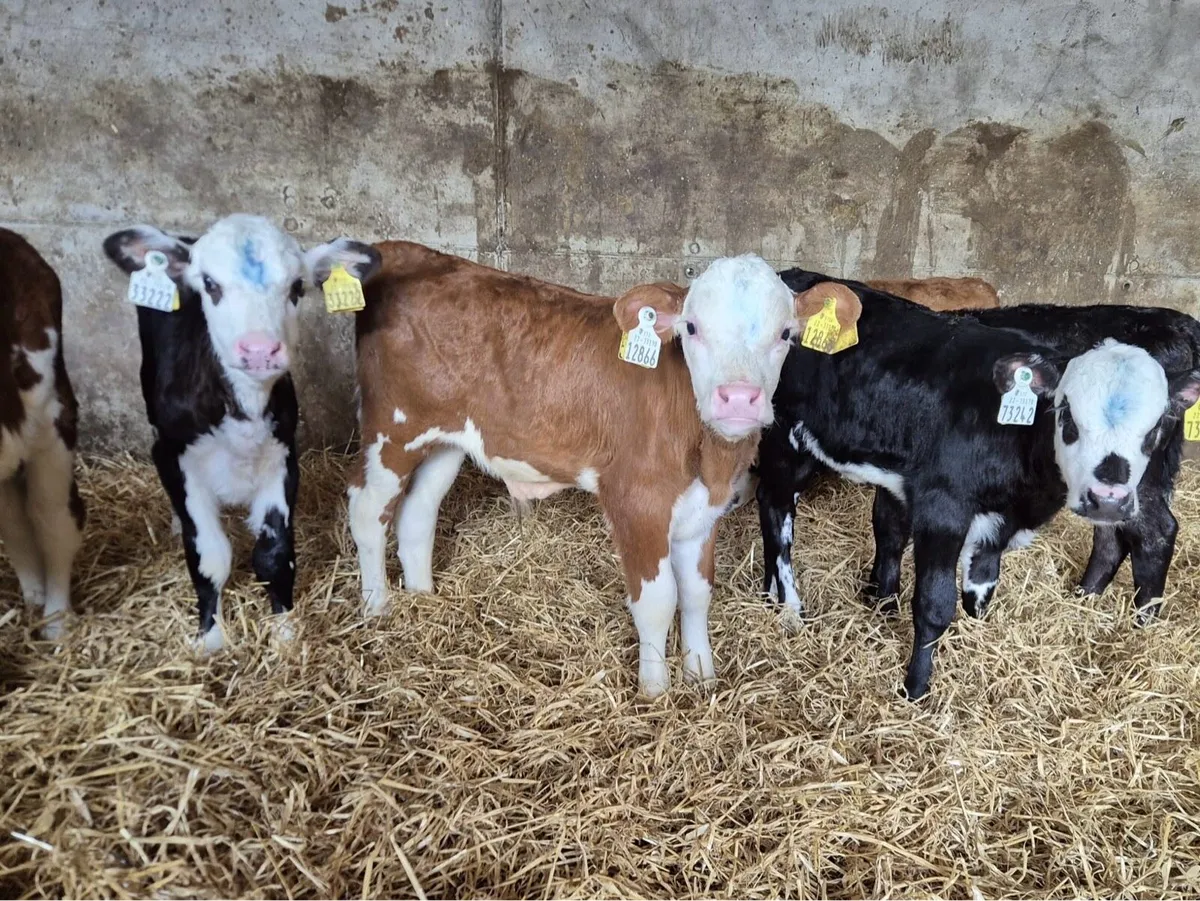 lovely batch of hex calves - Image 4