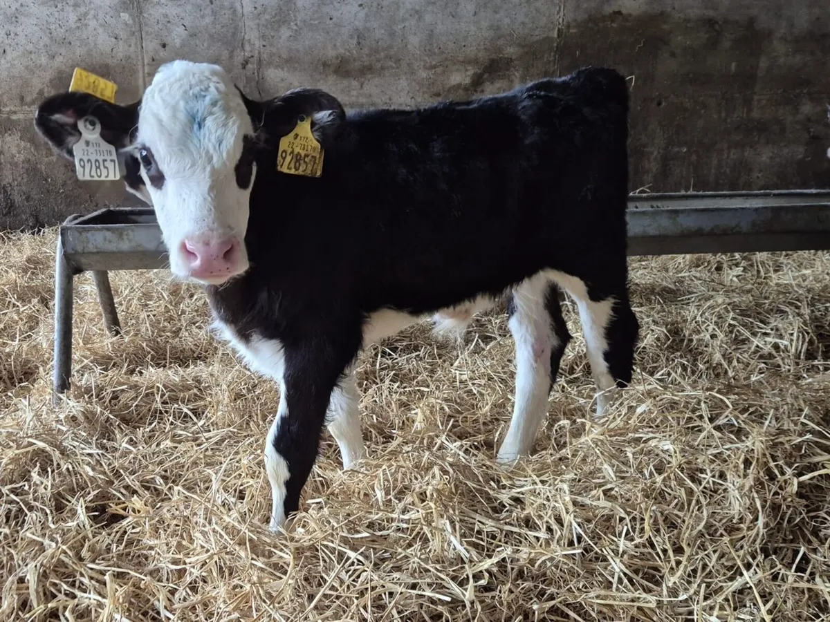 lovely batch of hex calves - Image 2