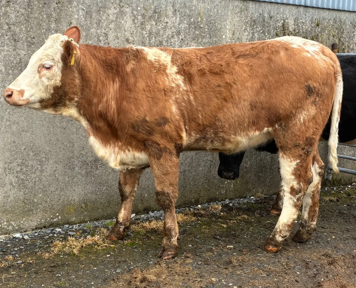 Bulling heifers for sale - Image 3