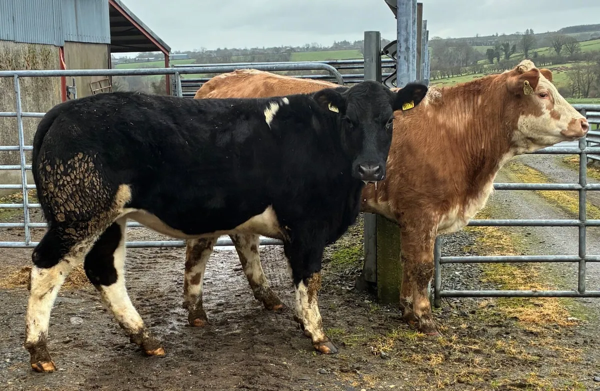 Bulling heifers for sale - Image 2