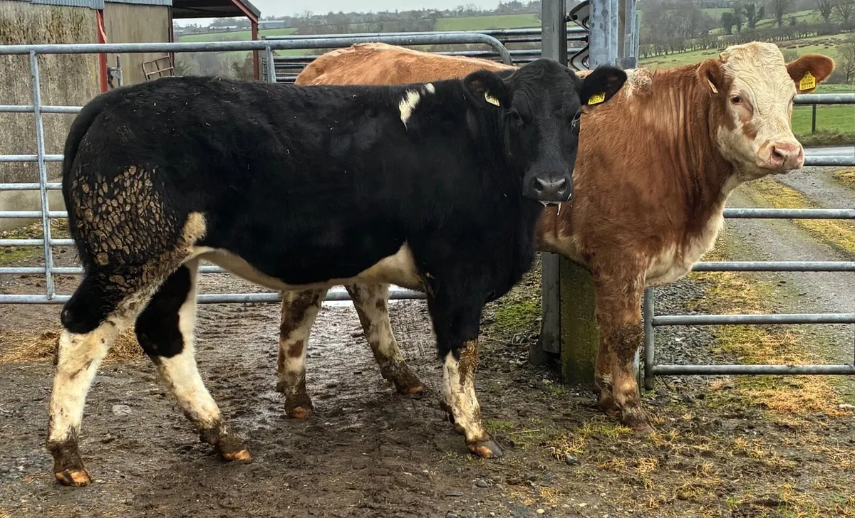 Bulling heifers for sale - Image 1