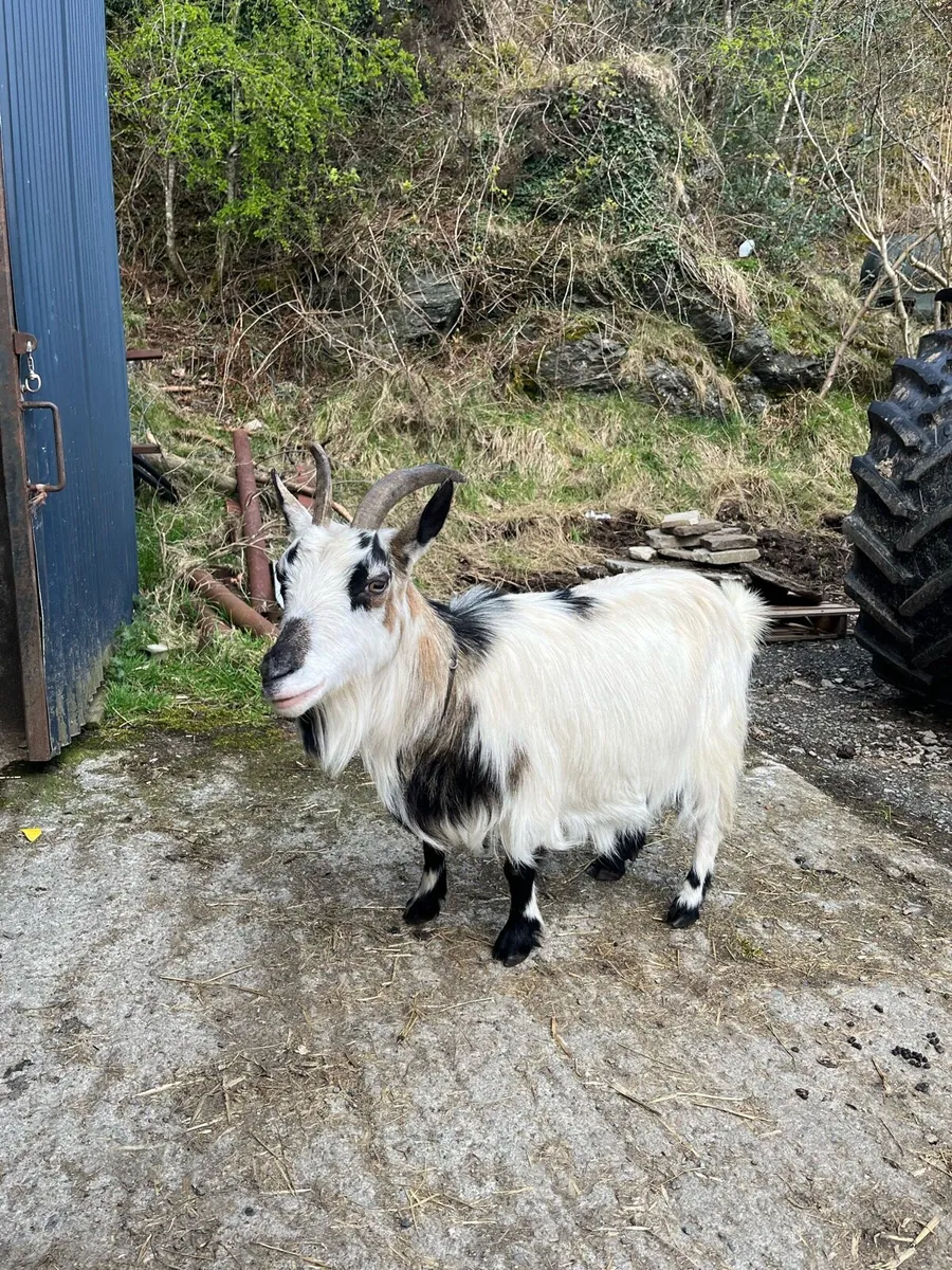 Pygmy goats - Image 1