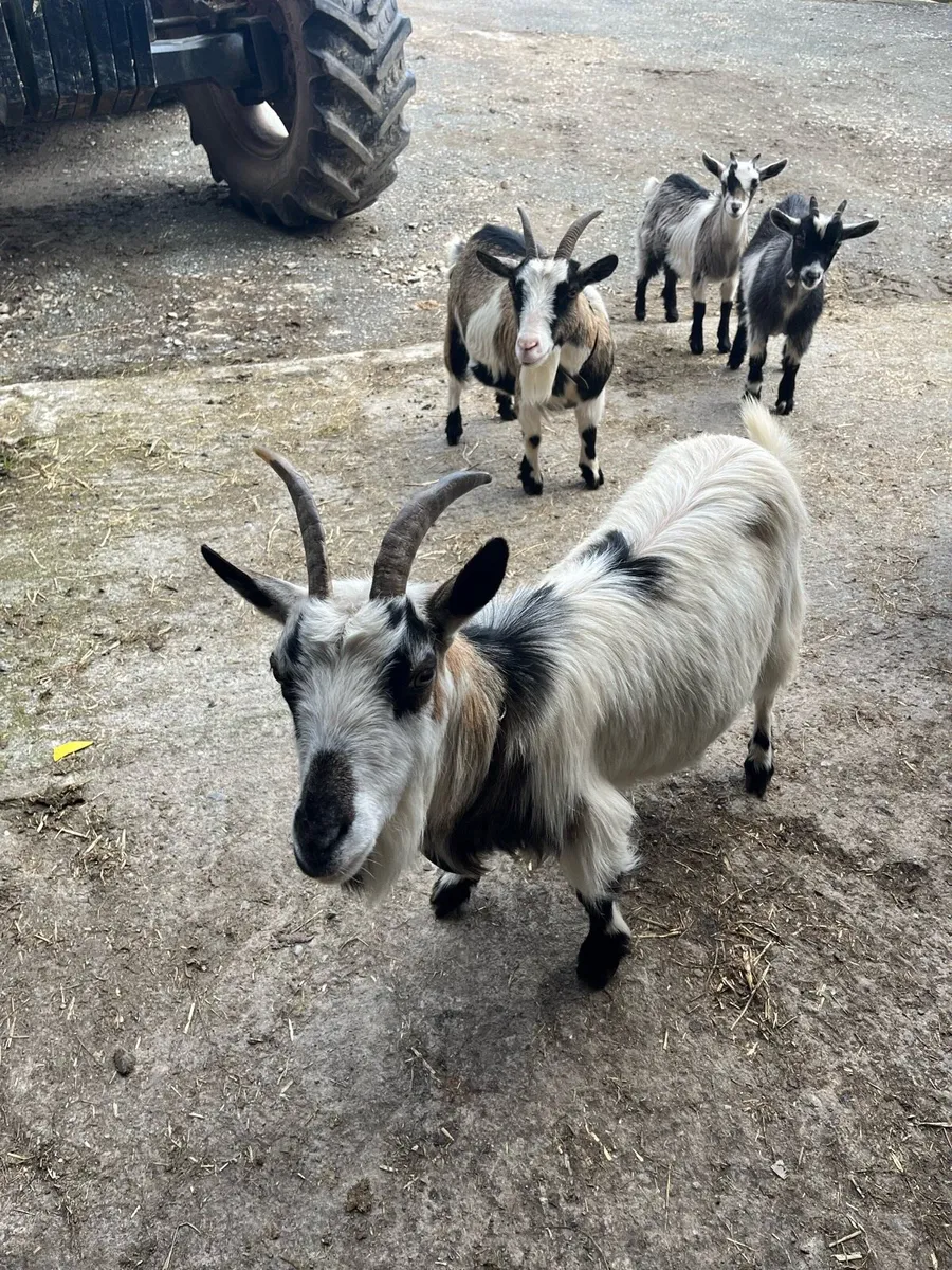 Pygmy goats - Image 2