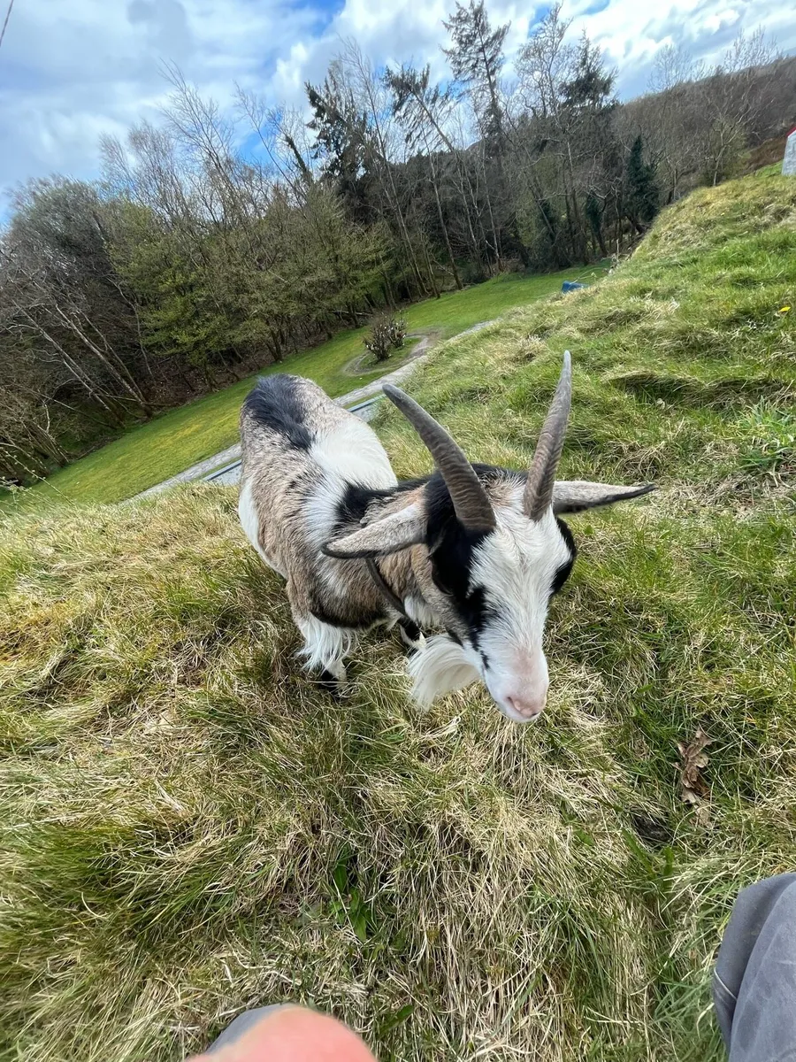 Pygmy goats - Image 3