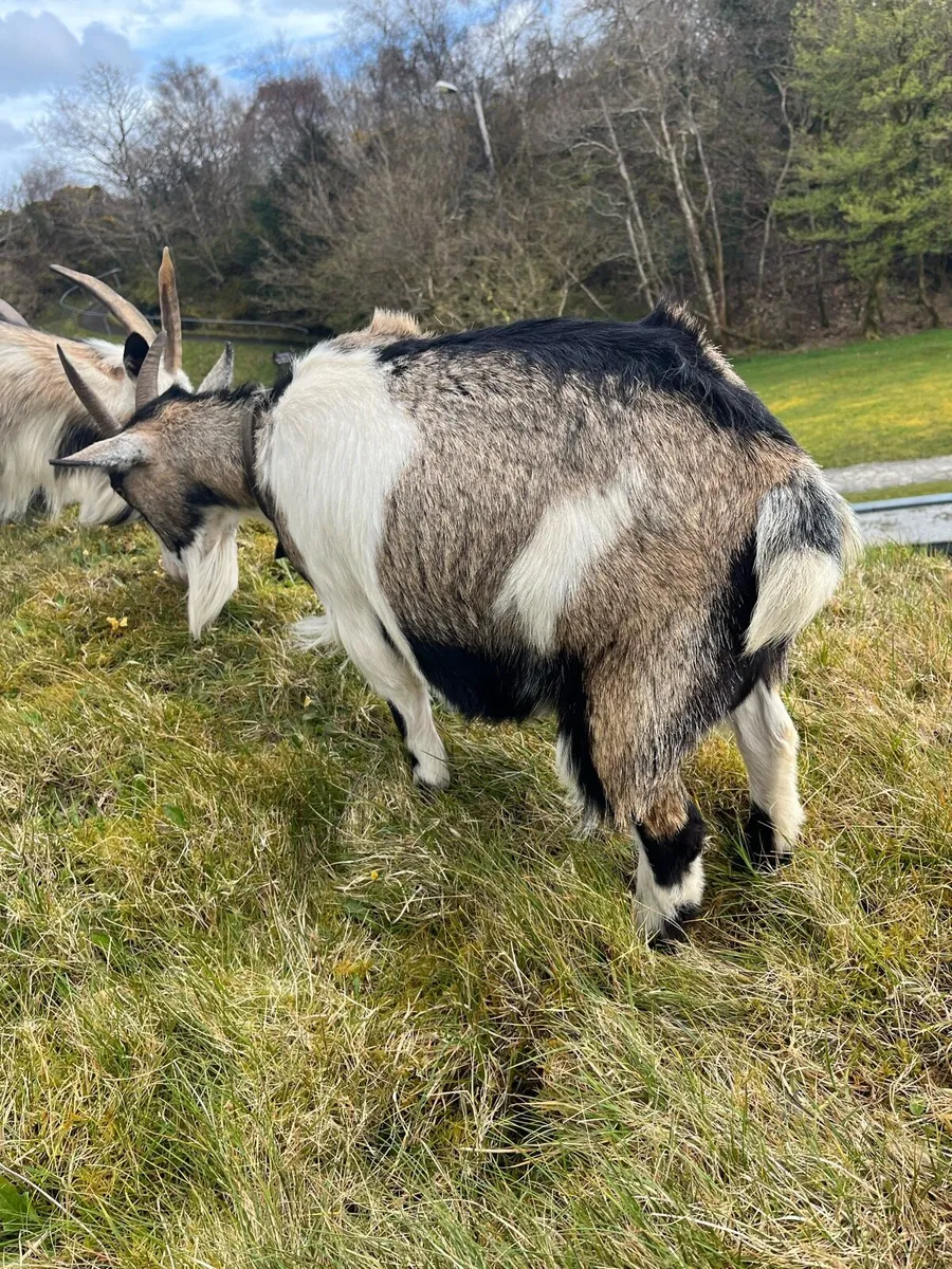 Pygmy goats - Image 4