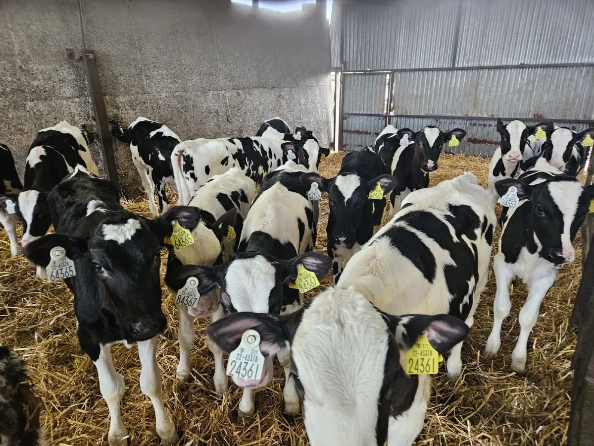 Heifer Calves