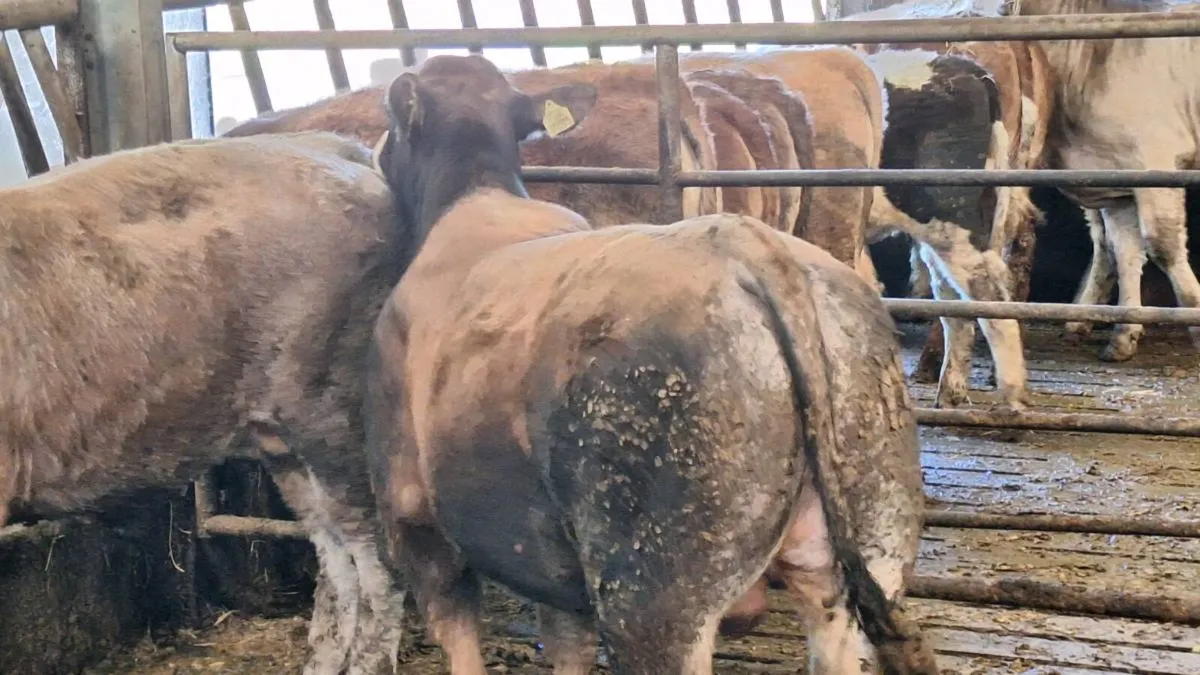 organic heifers and bulls - Image 1