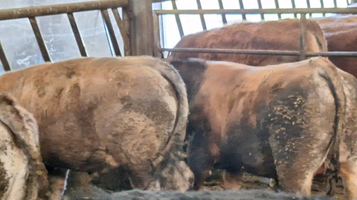 organic heifers and bulls - Image 2