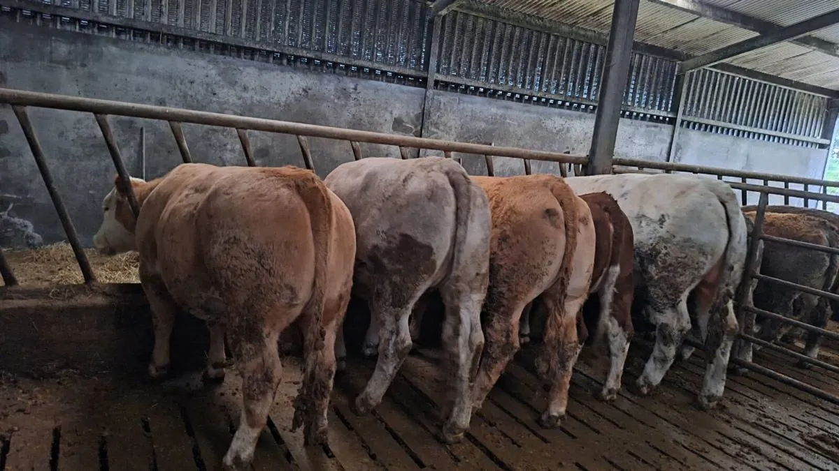 organic heifers and bulls - Image 3