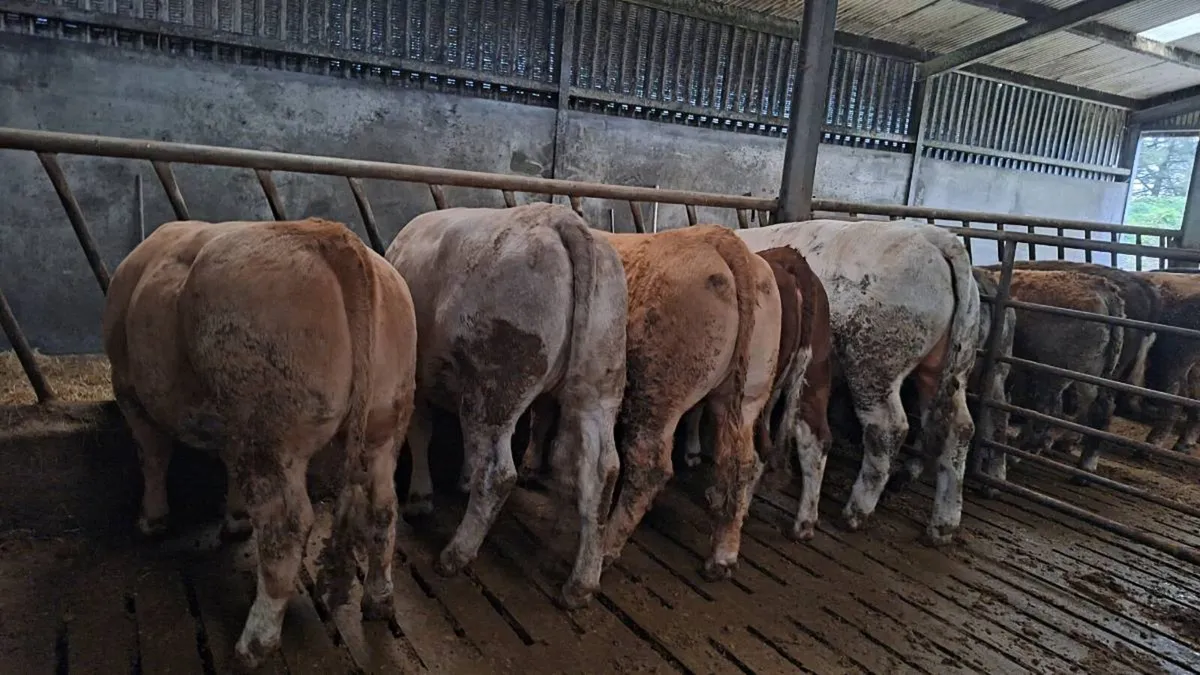 organic heifers and bulls - Image 4