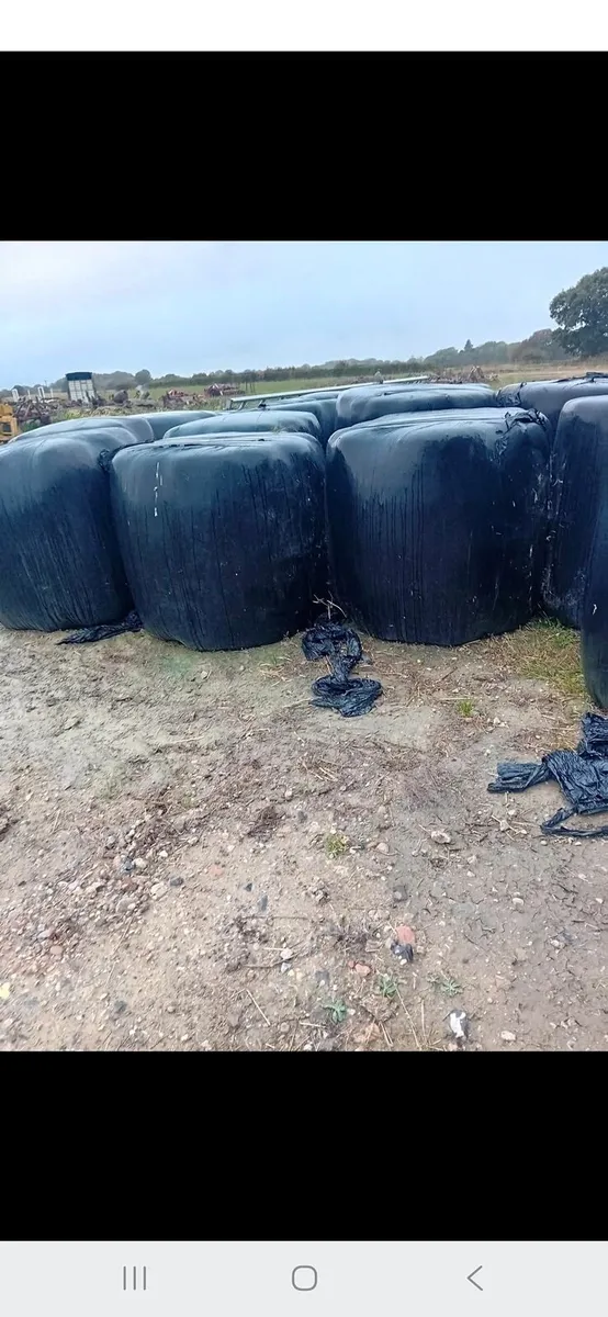 80 Bales of Silage - Image 2