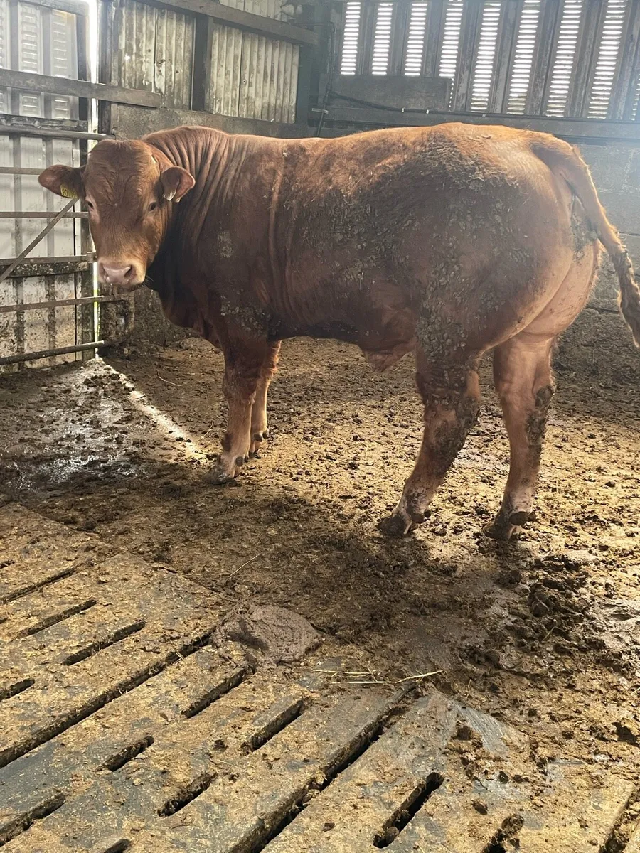 *Pedigree Limousin Bull* - Image 1