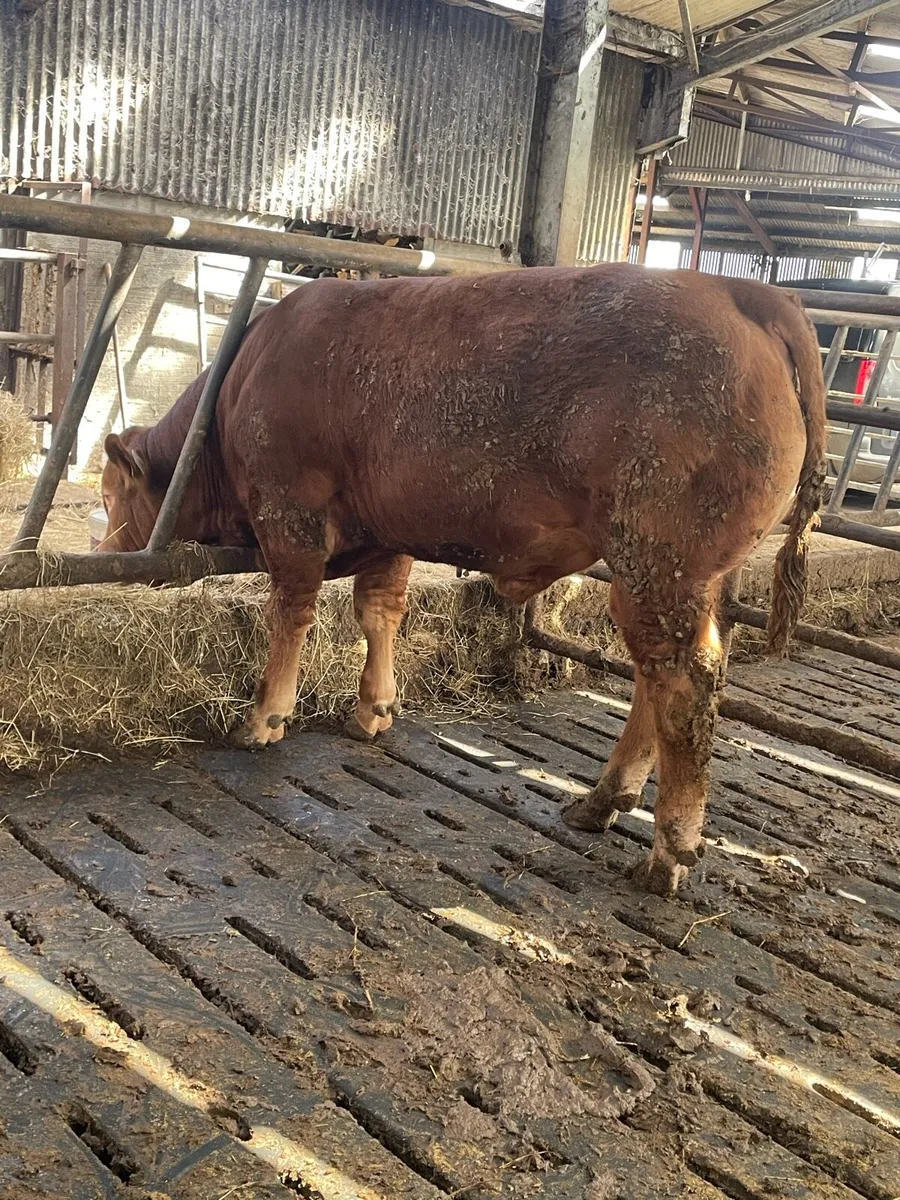 *Pedigree Limousin Bull* - Image 2