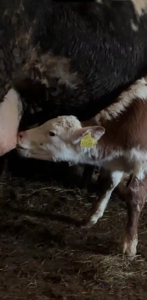 Suckler Bred Hereford Bull Calf for sale - Image 4
