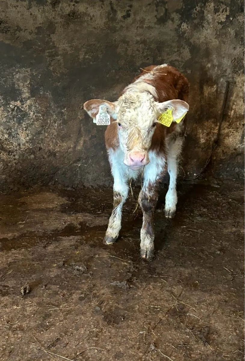 Suckler Bred Hereford Bull Calf for sale - Image 1