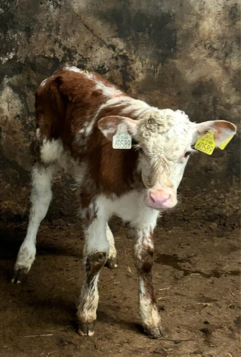 Suckler Bred Hereford Bull Calf for sale - Image 2