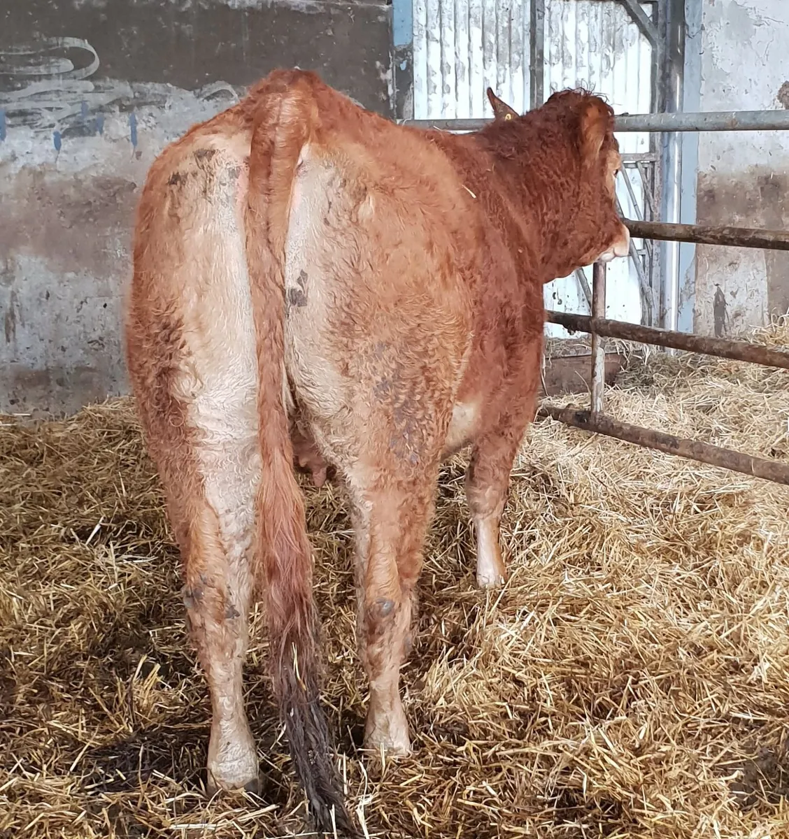 5 star In calf Limousin Heifer - Image 1