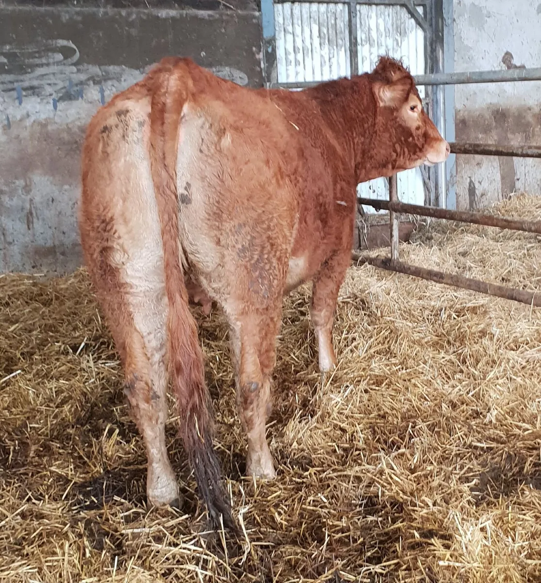 5 star In calf Limousin Heifer - Image 2