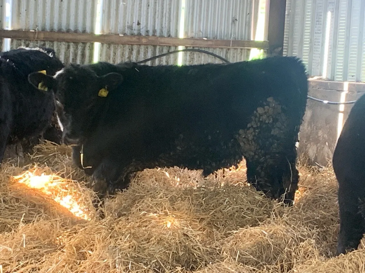 9 AAX Bulls Fully Organic - Image 2