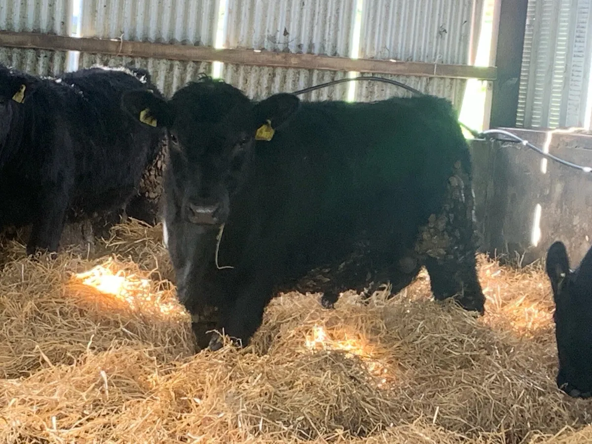 9 AAX Bulls Fully Organic - Image 3