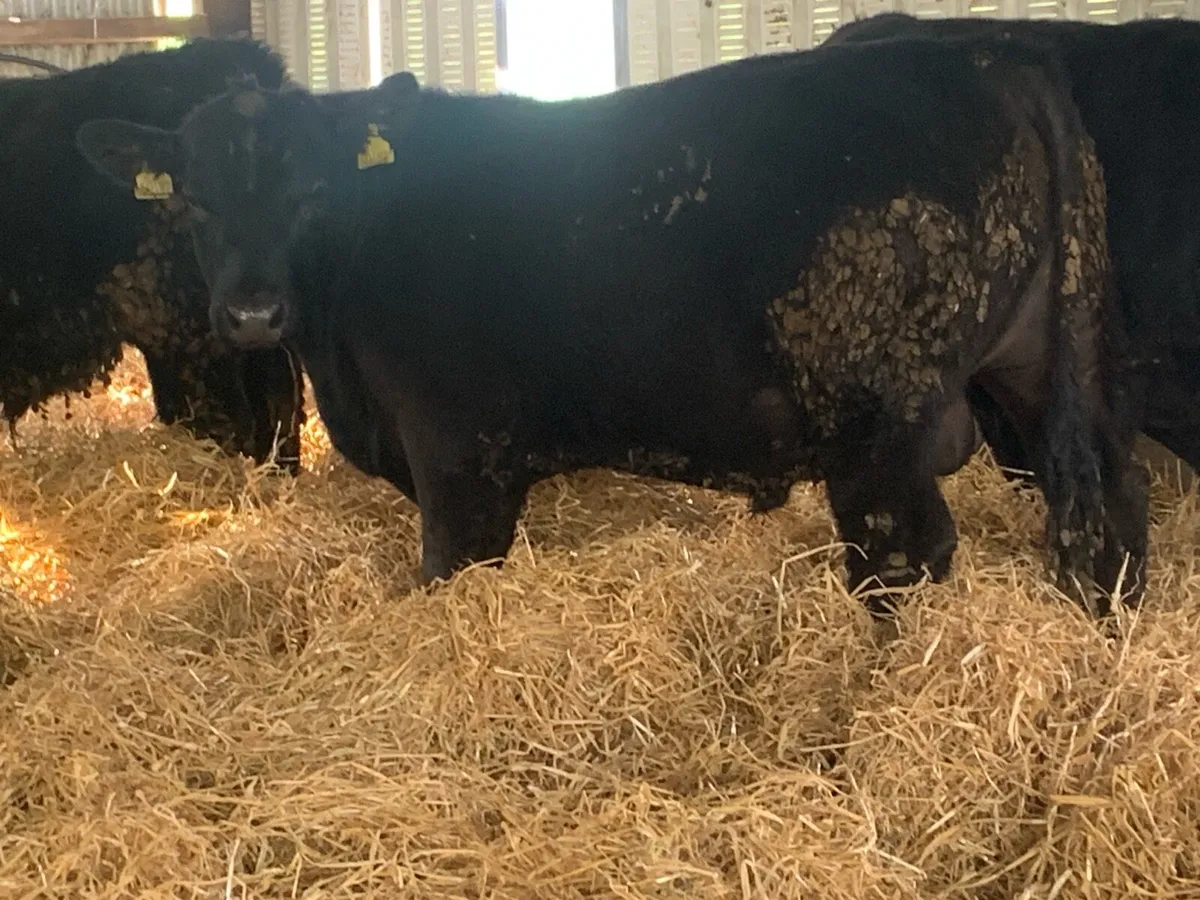 9 AAX Bulls Fully Organic - Image 1