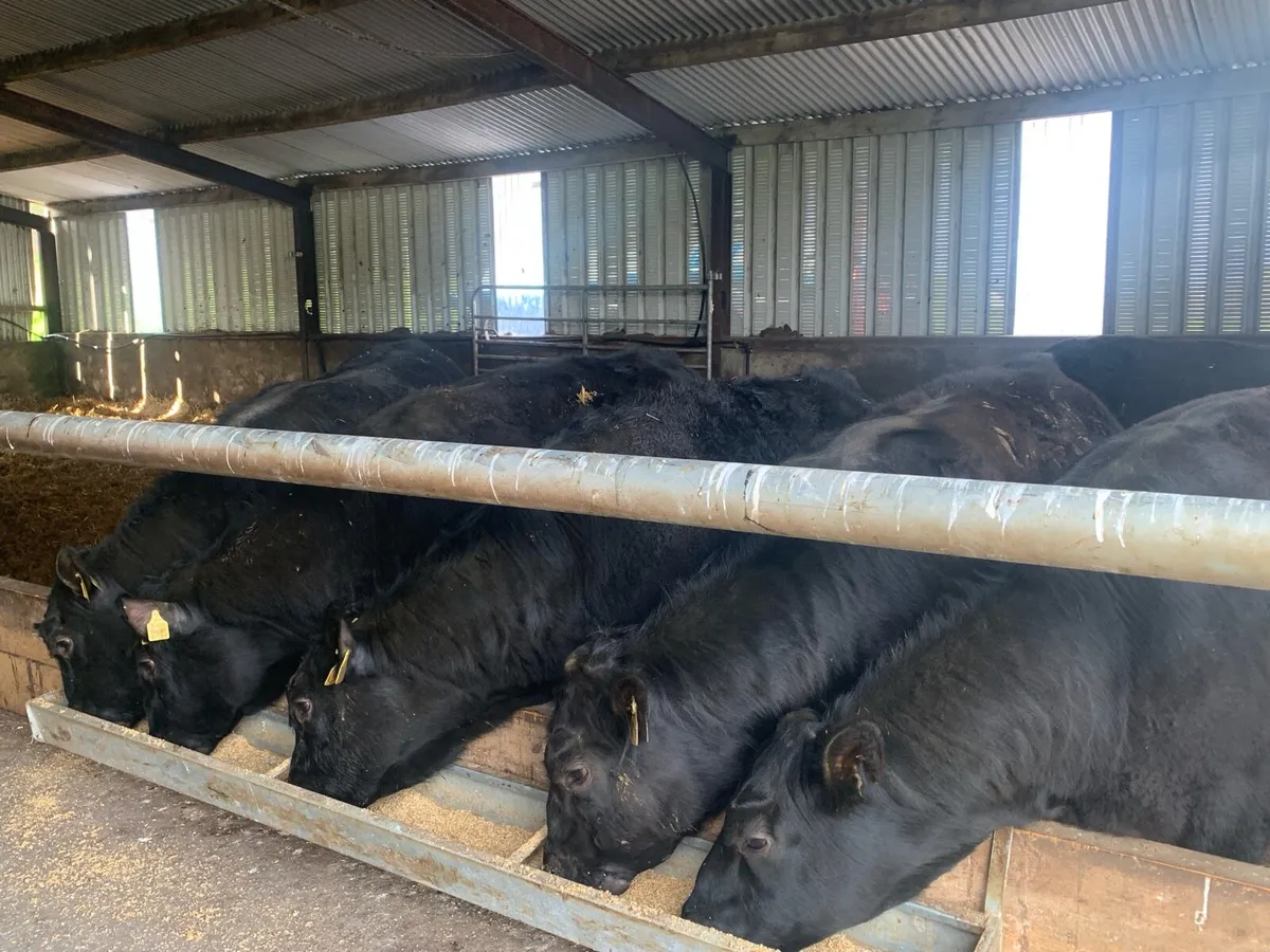 9 AAX Bulls Fully Organic - Image 4