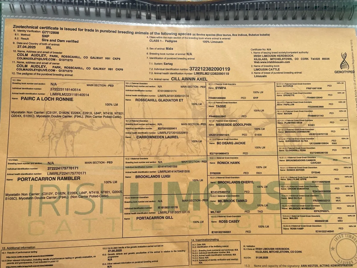 *Pedigree Limousin Bull* - Image 3