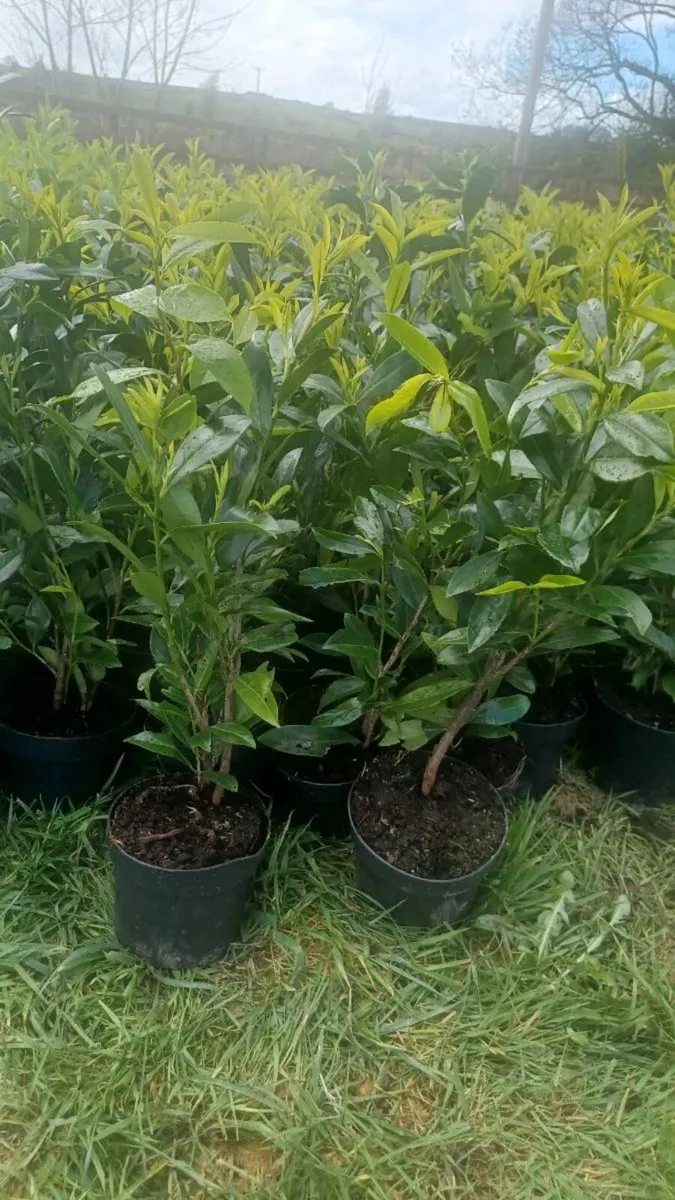 Laurel hedging - Image 1