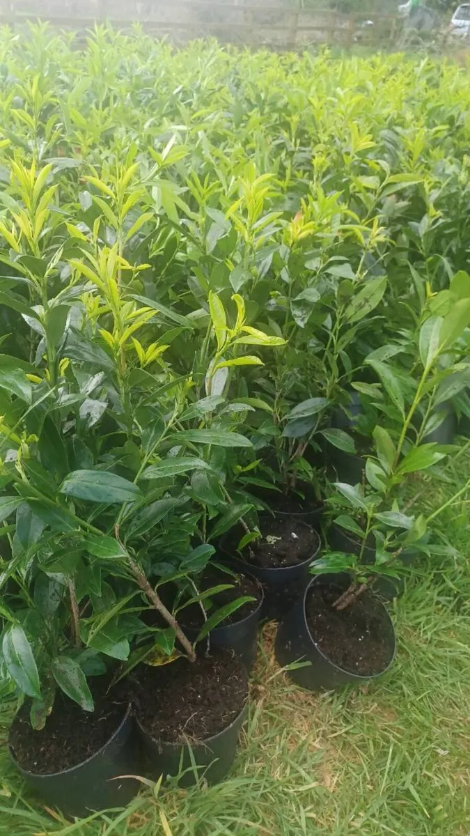 Laurel hedging - Image 2