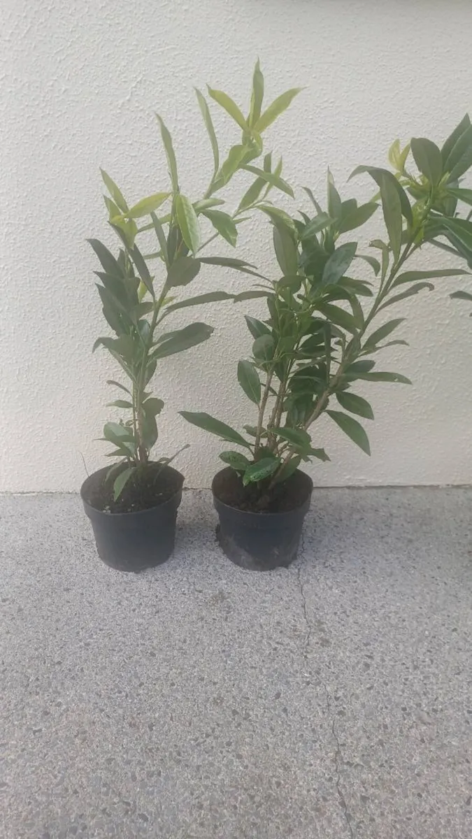 Laurel hedging - Image 4