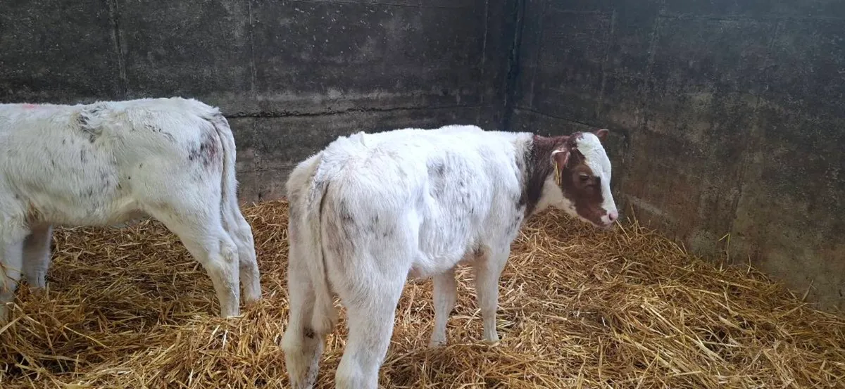 Belgium blue heifers calfs - Image 1