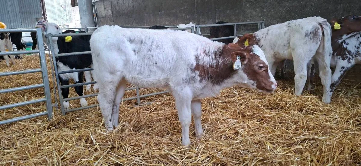 Belgium blue heifers calfs - Image 2