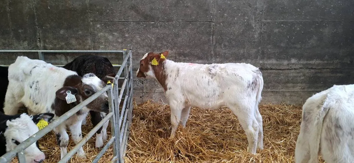 Belgium blue heifers calfs - Image 3