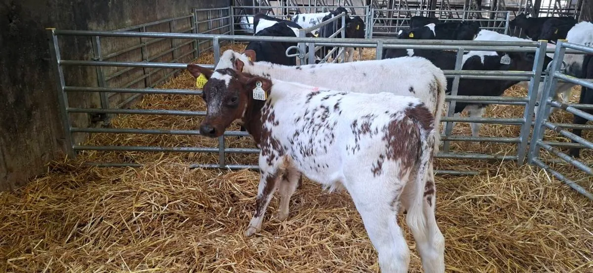 Belgium blue heifers calfs - Image 4