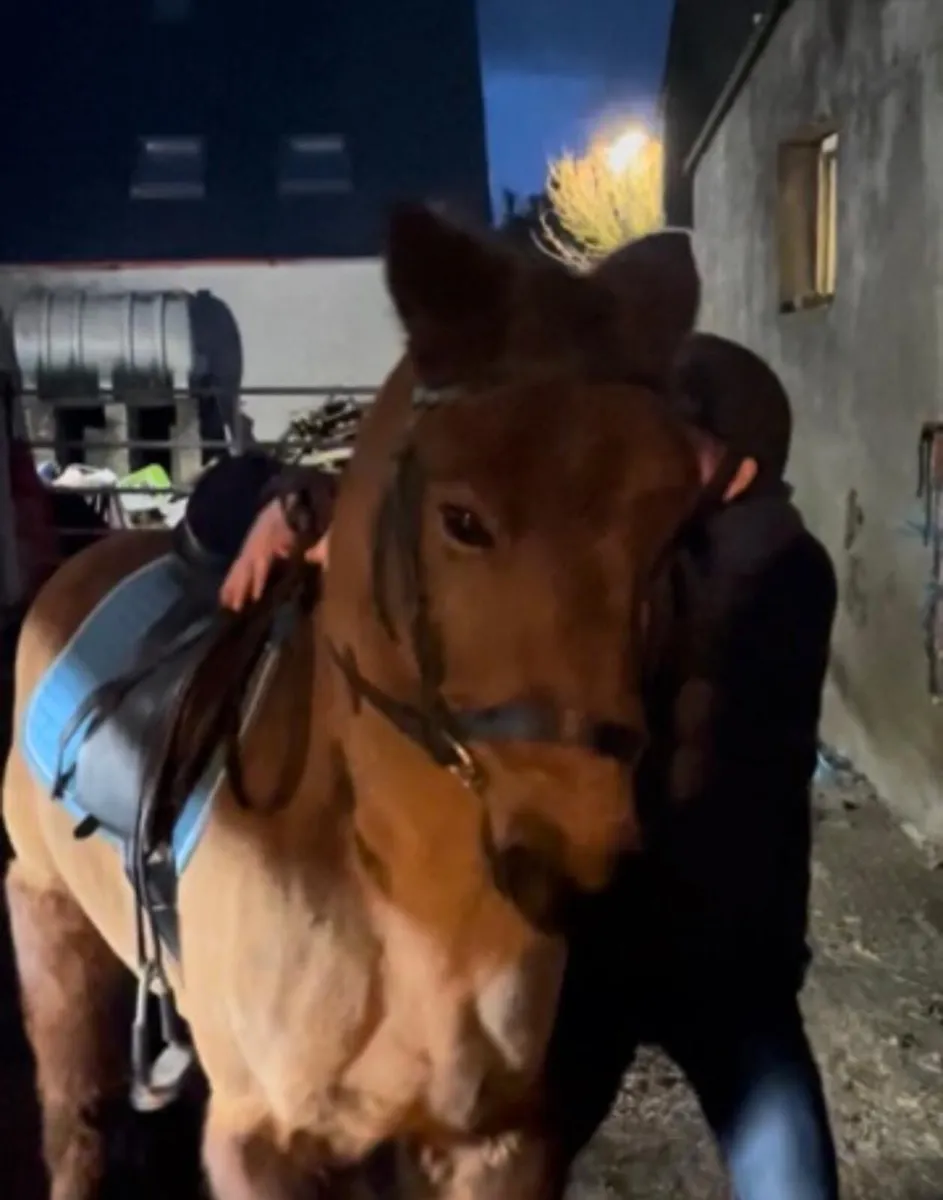 Broken and ridden Cob - Image 4