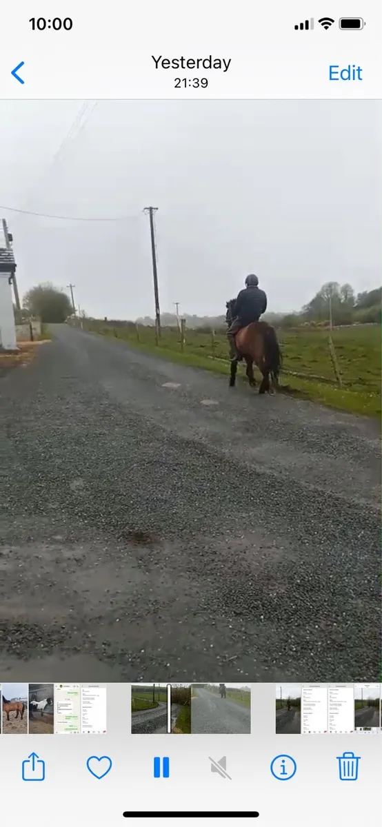 Broken and ridden Cob - Image 1